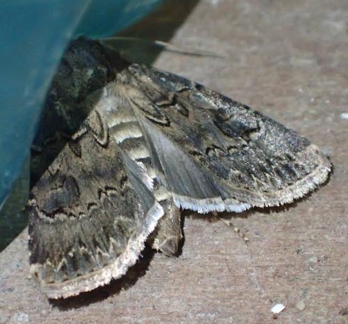 Réf. 199 032 : Agrotis bigramma